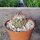 Escobaria emskoetteriana