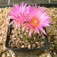 Escobaria vivipara v. arizonica LZ 249  (dw)