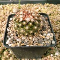 Escobaria vivipara v. arizonica LZ 249  (dw)