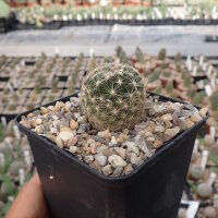 Escobaria vivipara v. arizonica f. rosea LZ 528  (dw)