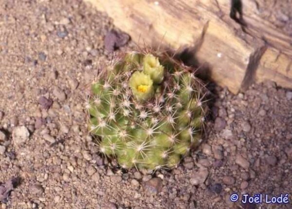 Escobaria cubensis