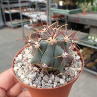 Ferocactus diguetii
