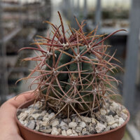 Ferocactus diguetii v. carmenensis