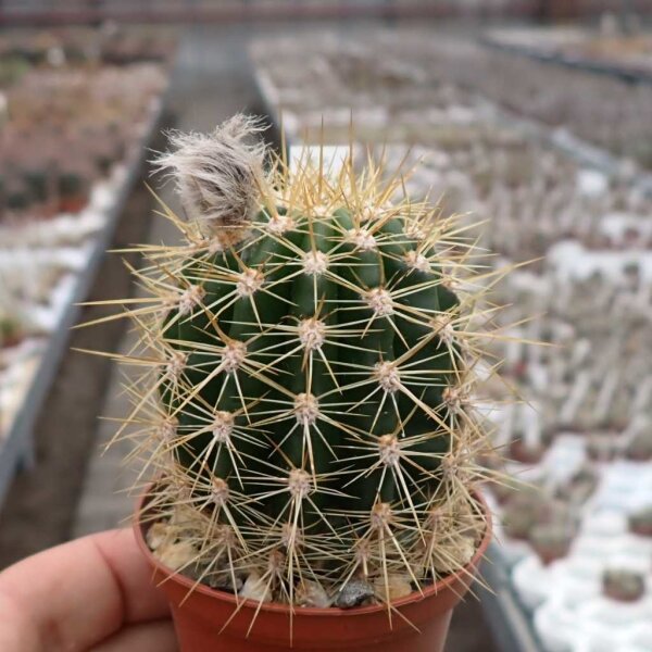 Trichocereus-Hybr. Hagen x Uranus x Impulse gelb