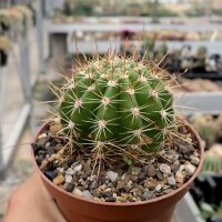 Trichocereus-Hybr. Hagen x Uranus x Impulse gelb