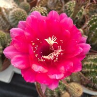 Echinopsis-Hybr. Impulse Schick-Hybr. x rot