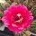 Echinopsis-Hybr. Impulse Schick-Hybr. x rot