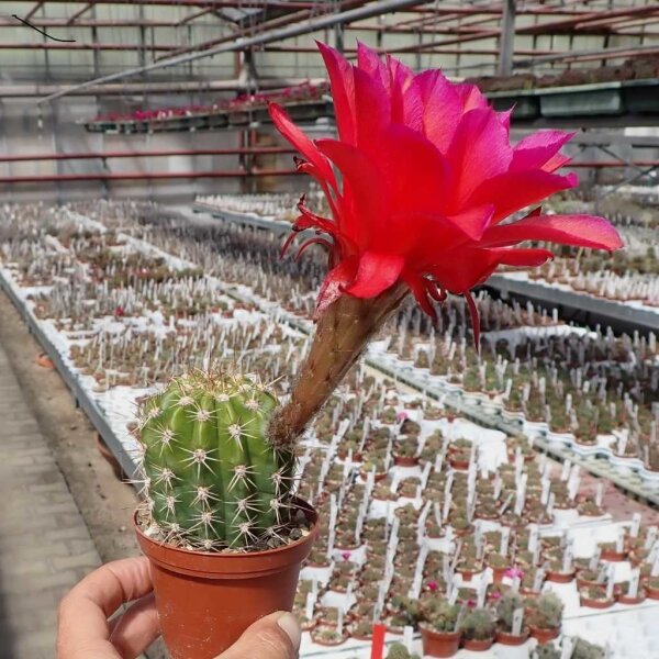 Trichocereus-Hybr. Don Juan rot x Orange