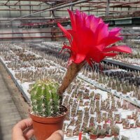 Trichocereus-Hybr. Don Juan rot x Orange