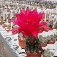 Trichocereus-Hybr. Don Juan rot x Orange