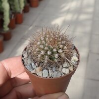 Trichocereus-Hybr. Pluto violett x Flying Saucer