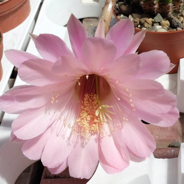 Echinopsis-Hybr. rot x Charlemagne
