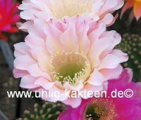 Echinopsis-Hybr. Edwardian Lady