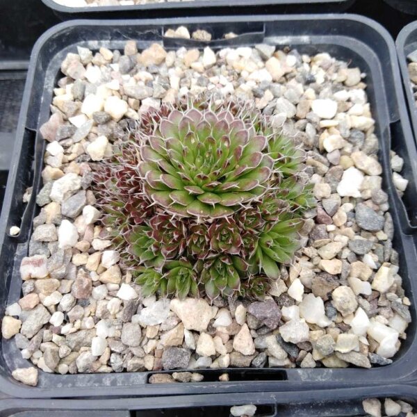 Orostachys spinosa cv. Brunirossato (dw)