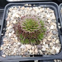 Orostachys spinosa cv. Brunirossato (dw)