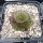 Orostachys spinosa cv. Brunirossato (dw)