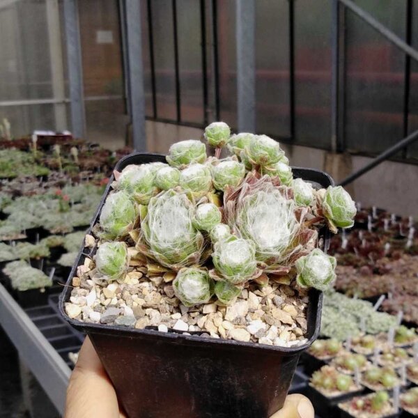 Sempervivum arachnoideum-Hybr. White Christmas (dw)