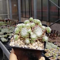 Sempervivum arachnoideum-Hybr. White Christmas (dw)