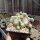 Sempervivum arachnoideum-Hybr. White Christmas (dw)