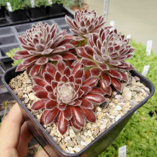 Sempervivum Hushplush (dw)