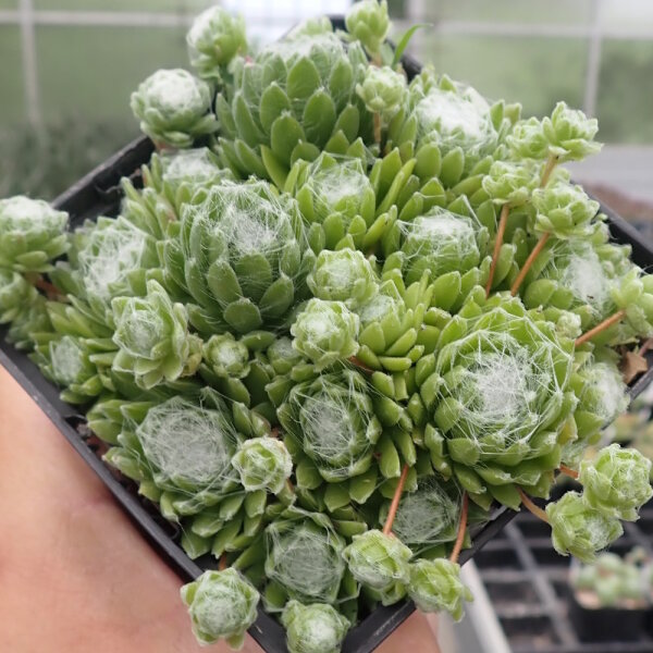 Sempervivum arachnoideum-Hybr. miniature Typ 2(dw)