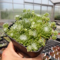 Sempervivum arachnoideum-Hybr. miniature Typ 2(dw)