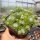 Sempervivum arachnoideum-Hybr. miniature Typ 2(dw)