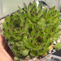 Sempervivum Black Top (dw)