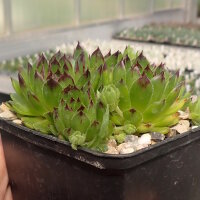 Sempervivum Black Top (dw)