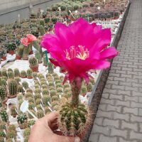 Trichocereus-Hybr. Cantora gelb 17cm x Kermesina x...