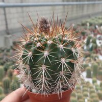 Trichocereus-Hybr. Cantora gelb 17cm x Kermesina x...