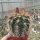 Trichocereus-Hybr. Cantora gelb 17cm x Kermesina x Thelesina rot