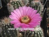 Echinocereus reichenbachii ssp. baileyi x ctenoides (dw)