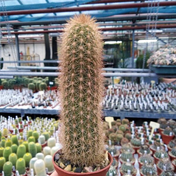 Haageocereus divaricactispinus Lurin Valle, Peru