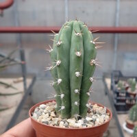 Trichocereus peruvianus Florida Tarma, Huaylahuichan, Peru