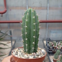 Trichocereus peruvianus Florida Tarma, Huaylahuichan, Peru