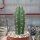 Trichocereus peruvianus Florida Tarma, Huaylahuichan, Peru