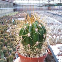 Trichocereus-Hybr. Candicans gelb X Gräsers...