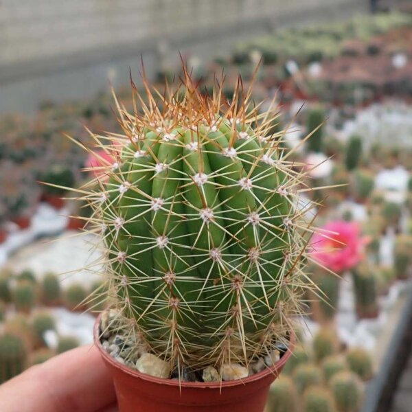 Trichocereus-Hybr. Gräsers Schönste x Tricho-Hybr. Camaeleon