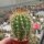 Trichocereus-Hybr. Gräsers Schönste x Tricho-Hybr. Camaeleon