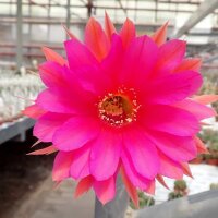 Echinopsis-Schick-Hybr. Romance x Frolic gelb