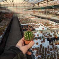 Trichocereus-Hybr. Camaeleon x Andenken an Dr. Stauch...