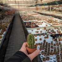 Trichocereus-Hybr. Camaeleon x Andenken an Dr. Stauch...