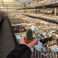 Trichocereus-Hybr. Camaeleon x Andenken an Dr. Stauch Blüte orange-pink-gelb x gelb