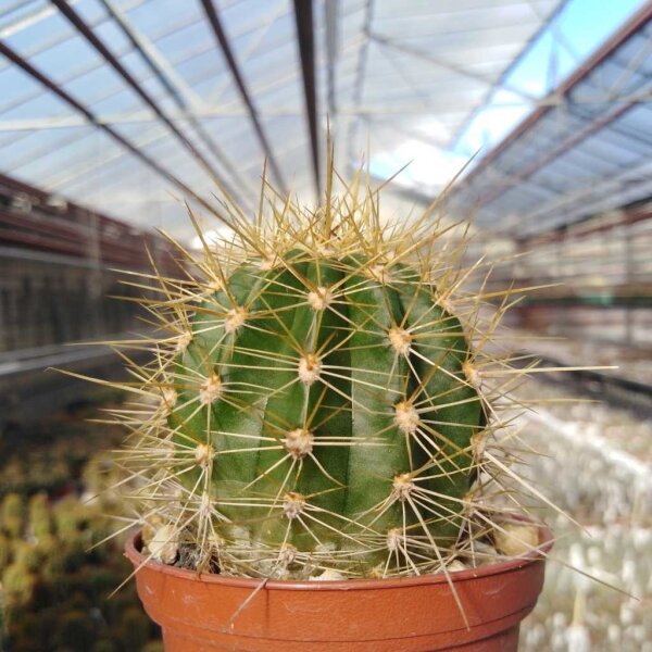 Trichocereus-Hybr. Abendrot x Wüstenglut x Andenken an Dr. Strauch