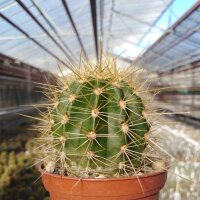 Trichocereus-Hybr. Abendrot x Wüstenglut x Andenken...