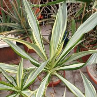 Furcraea foetida cv. striata