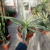 Furcraea foetida cv. striata