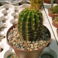 Trichocereus-Hybr. Surprise