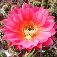 Trichocereus-Hybr. Surprise